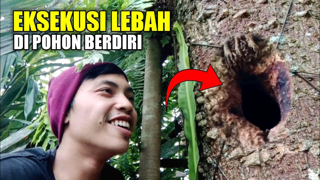 Pertama kali saya eksekusi lebah madu di pohon yang berduri seperti ini 😂