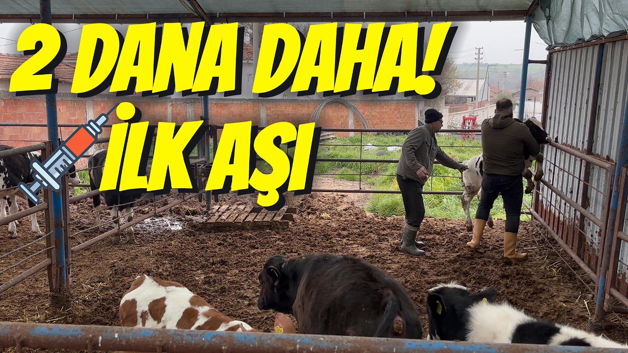 🐂 2 Dana Daha Aldık! Yeni Gelenlere İlk Aşıyı Yaptık 💉