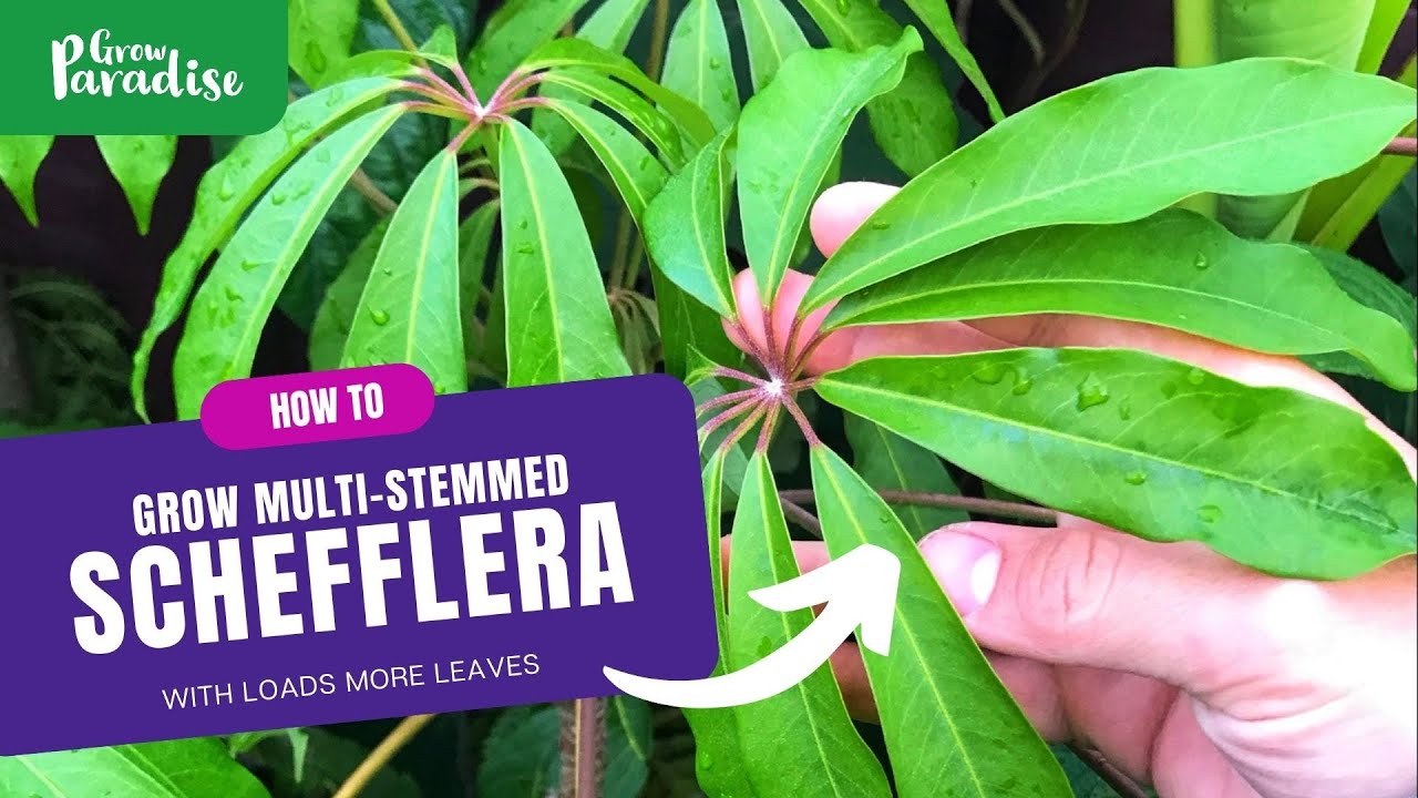 How to grow multi-stemmed Schefflera for MORE LEAVES!
