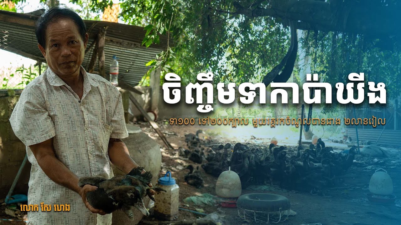 បច្ចេកទេសចិញ្ចឹមទាកាប៉ា ឃីង មួយវគ្គរកចំណូលបានជាង ២លានរៀល, How to raise King Ducks