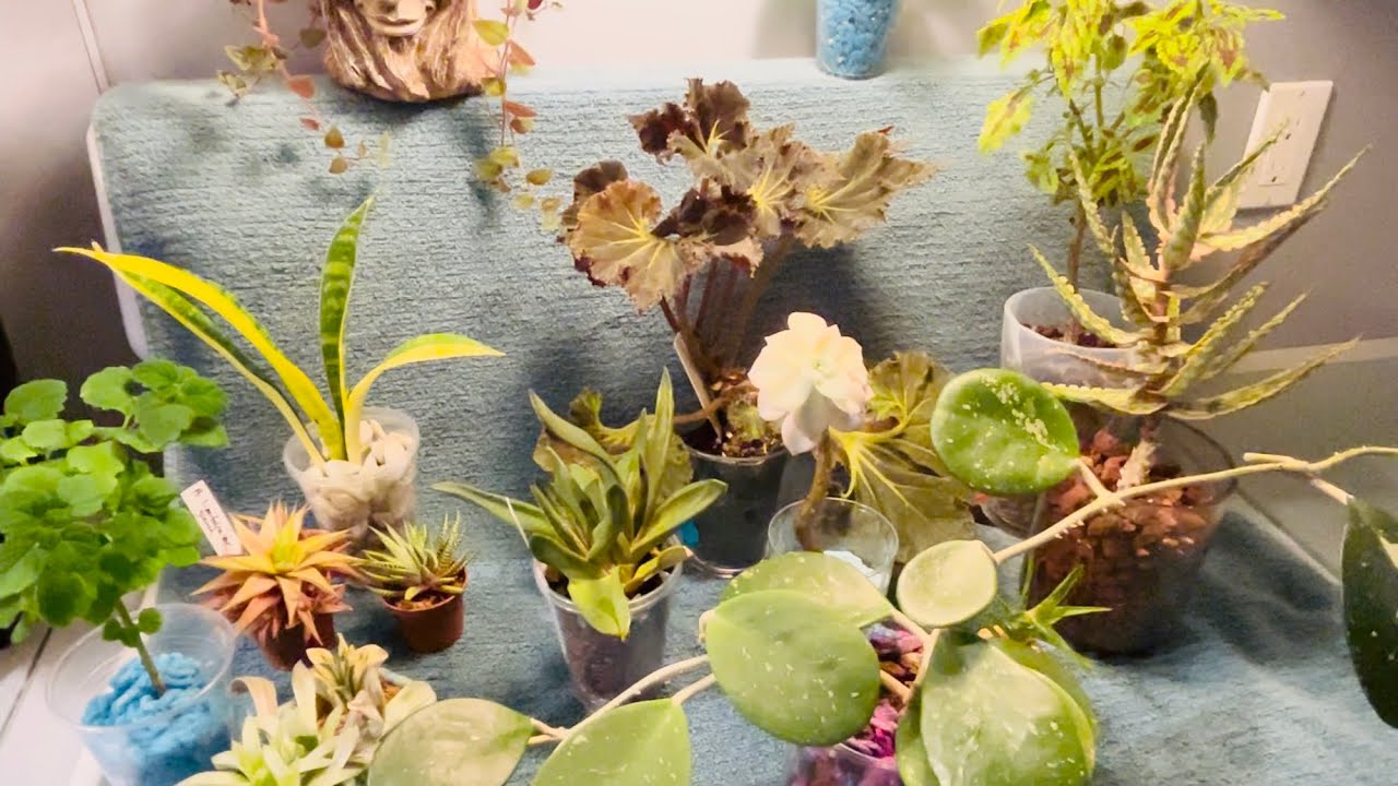 Plants That I STILL Love, Moving Into 2026!!!
