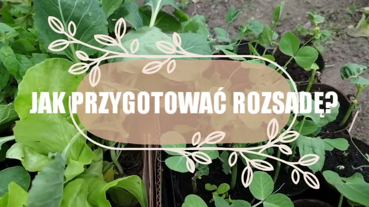 JAK PRZYGOTOWAĆ ROZSADĘ?
