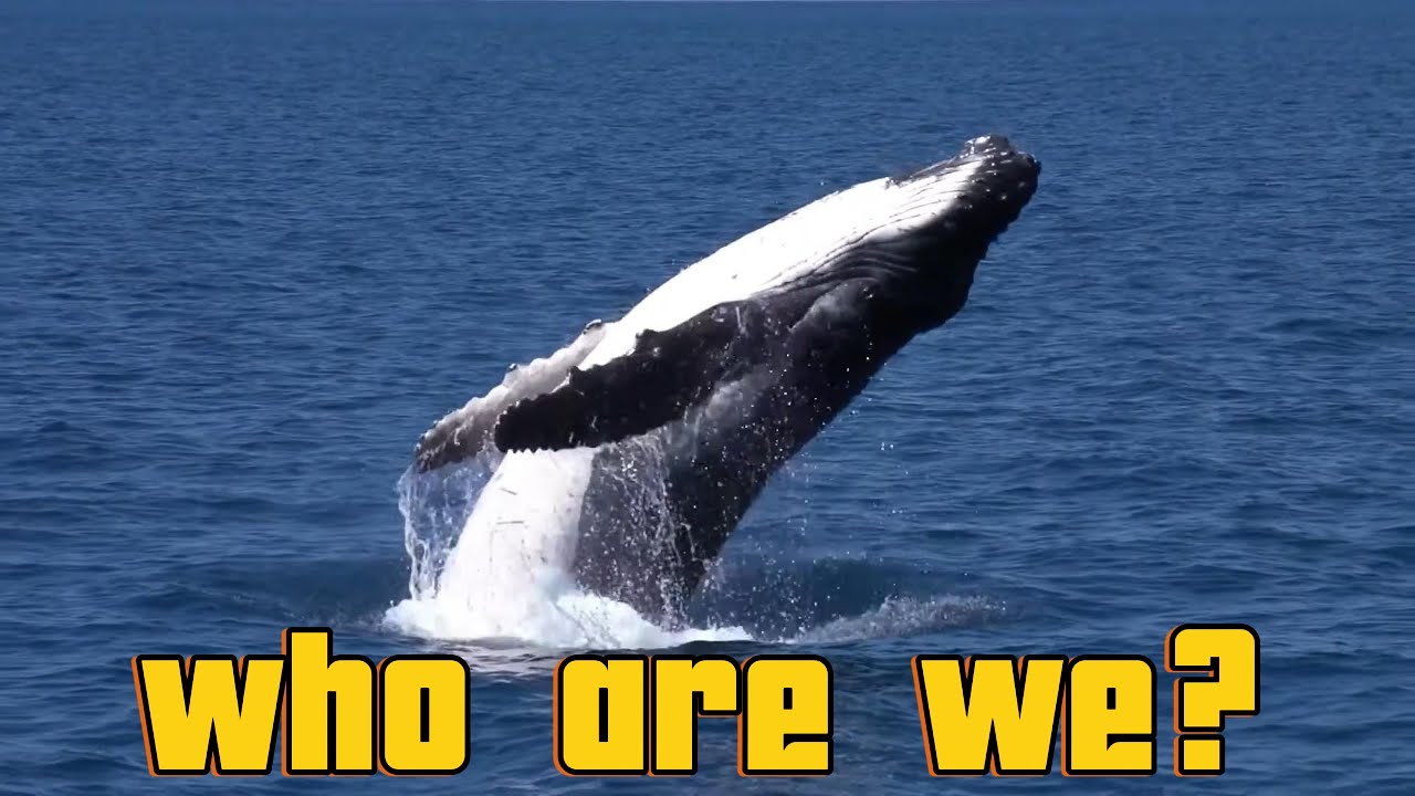 Meet Whales: Fun Facts for Kids | Discover Kids Universe | Wonder World Education