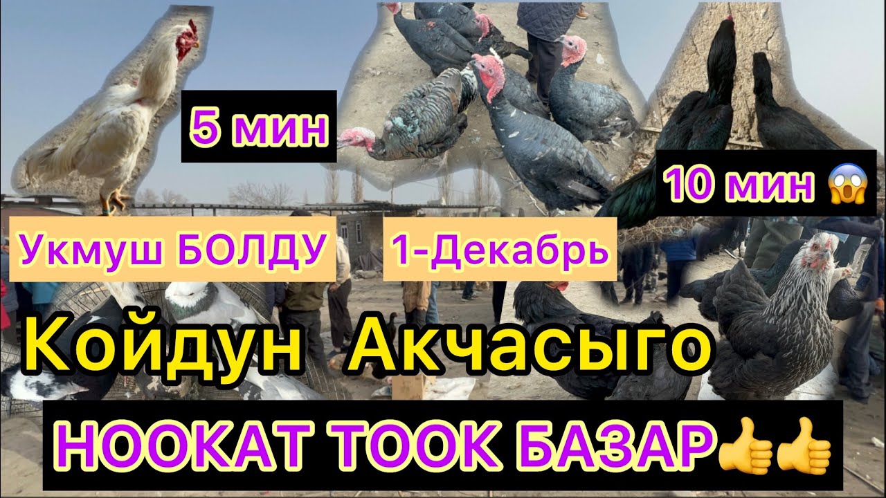 НООКАТ ТООК БАЗАР УКМУШ ЭЛЕ БОЛДУ 10 мин 5 мин 😱👍😱 1-Декабрь