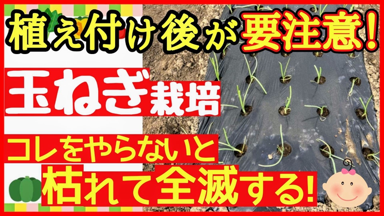 玉ねぎは定植した後が超重要！元気に育てる為にやるべき３つの事【初心者・タマネギの育て方】