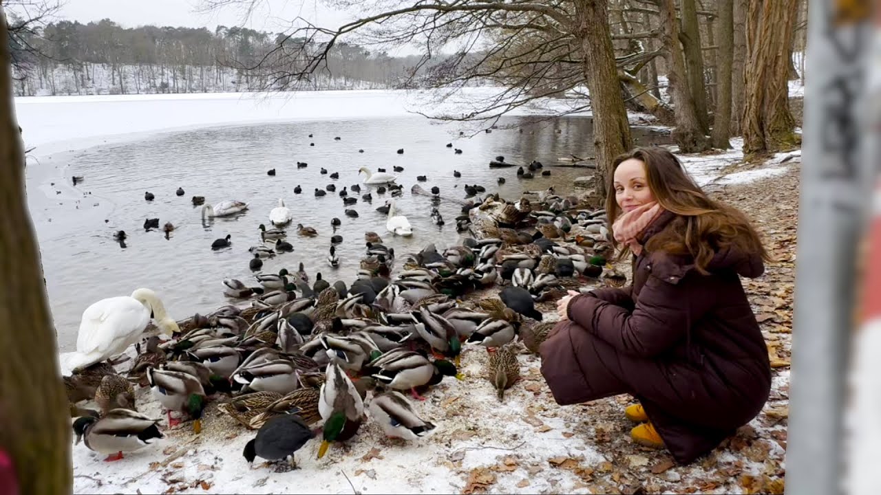 Enten 🦆 & Schwäne 🦢 füttern im Winter ❄️ (2026) am zugefrorenen Schlachtensee 🌊 (in Berlin)