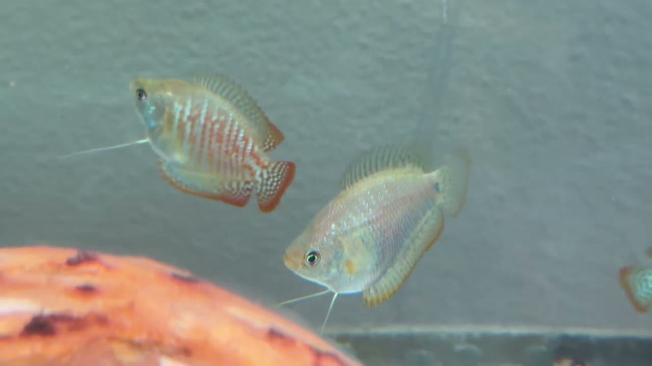 neon blue gourami pairs