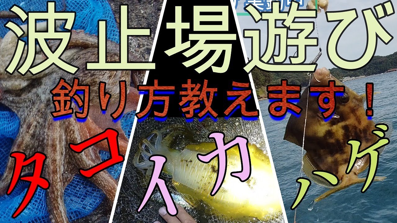 [波止場遊び]　タコ　イカ　ハゲ　釣り方教えます！金蔵の海釣り遊び
