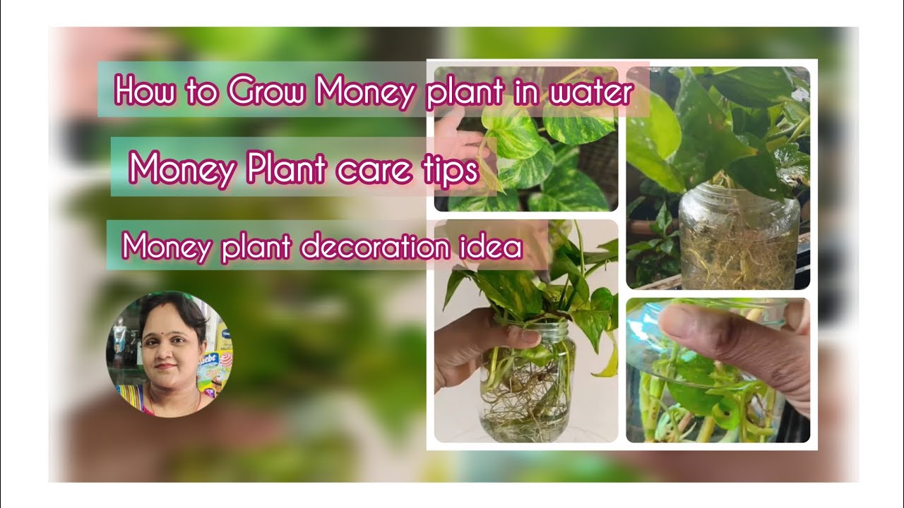 Money Plant propagation, care tips and easy DIY decoration 