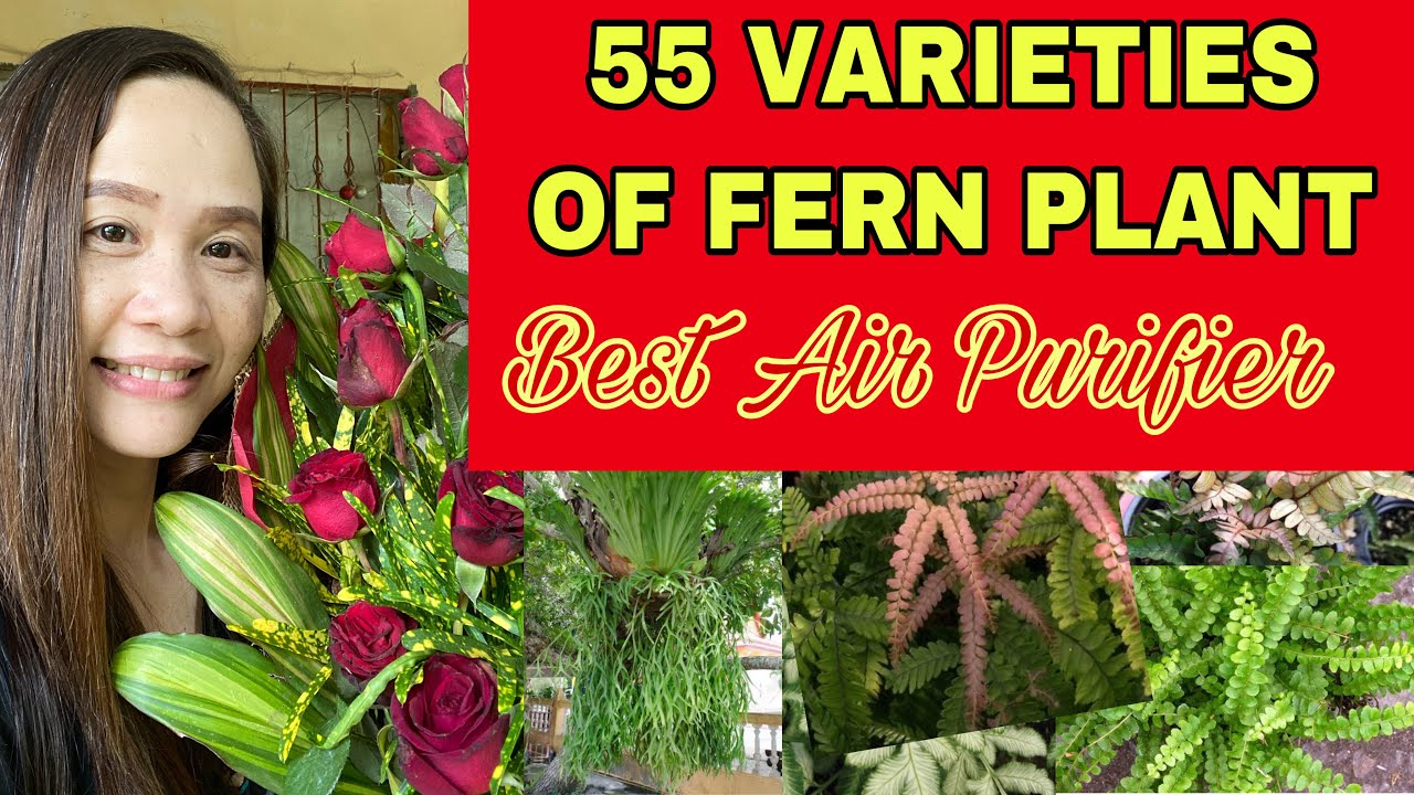 55 VARIETIES OF FERN PLANT + FERNS IDENTIFICATION + AIR PURIFYING PLANTS #ferns #airpurifying