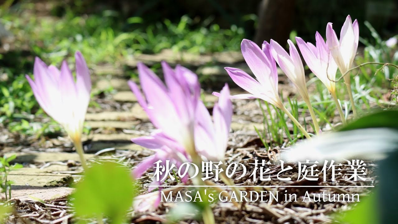 【庭Vlog】秋の野原に咲くような花 | 春苗の発芽 | 原種チューリップを植える