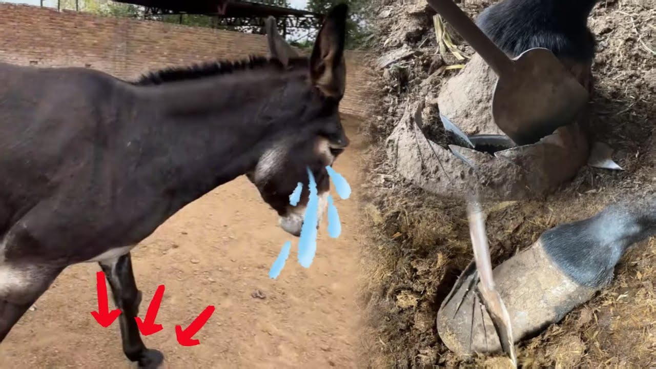 Снимите стресс! Ослику подрезают копыта, и он наслаждается процедурой!