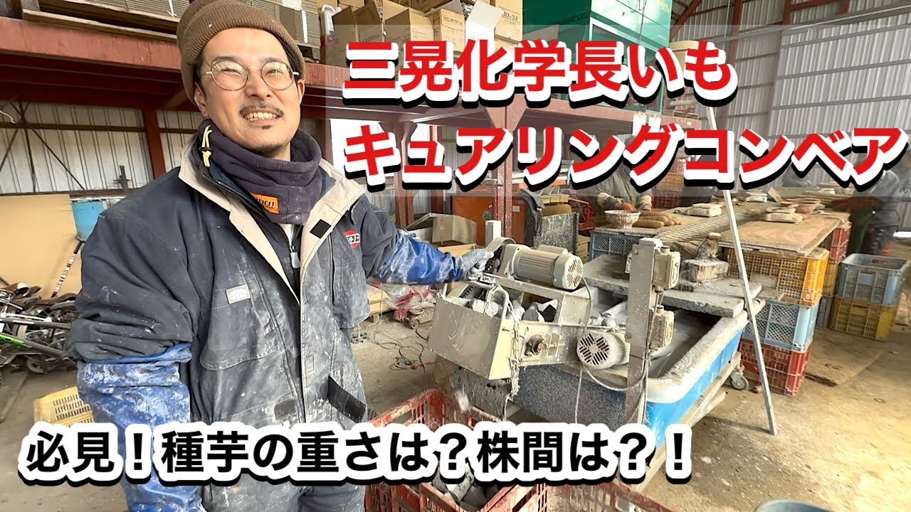 【必見】長芋の種芋は何g？！楽々！長いも種子切り負担軽減とは？！