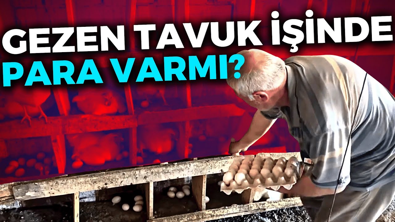 1000 TAVUK AYDA KAÇ PARA KAZANDIRIR ? ~GEZEN TAVUK