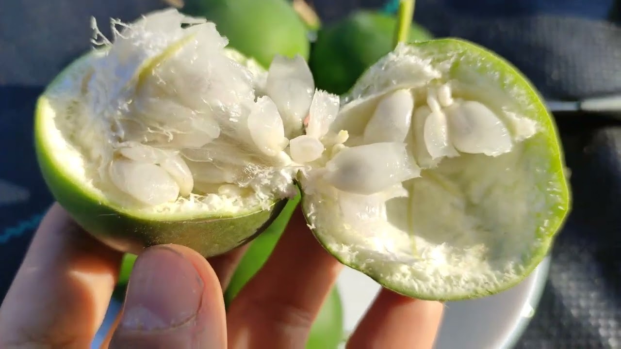 Маракуи на Пасифлора Инсенс (Видео#1)