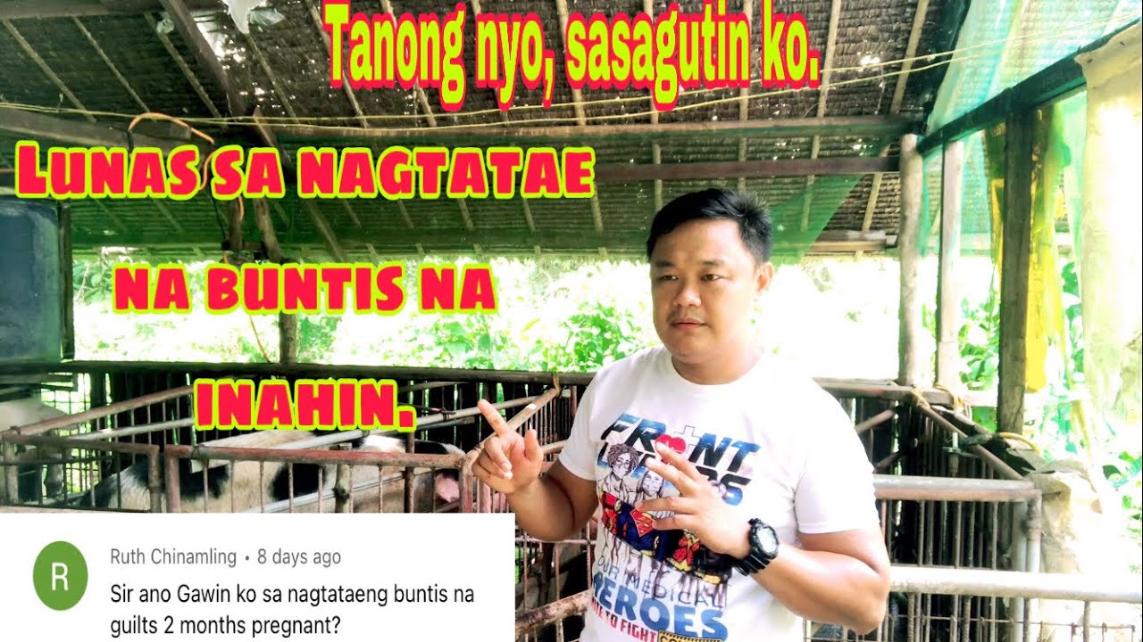 Paano gagamotin o lulunasan ang nagtataeng inahing baboy na buntis | Ryan Patenio