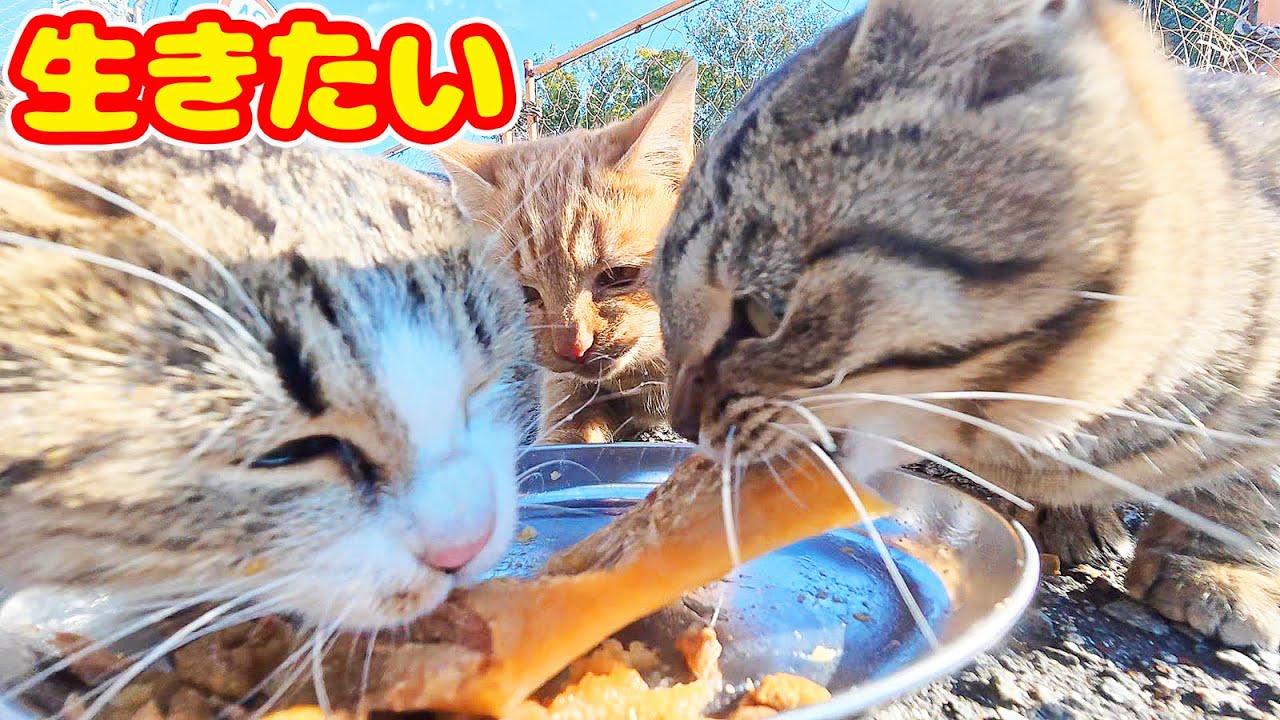 【生きねば】空腹な猫たちがうなりながら死に物狂いで食べる さくらねこたちへのエサやり【視聴だけでも猫たちを助けることになります】支援者様 視聴者様 猫たちに神のご加護を！