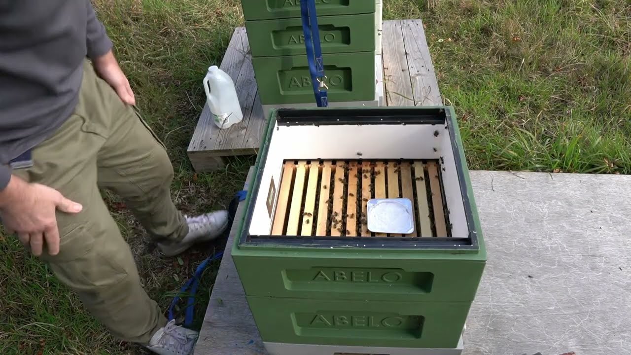 A quick feed | Becoming a Beekeeper | Episode 18