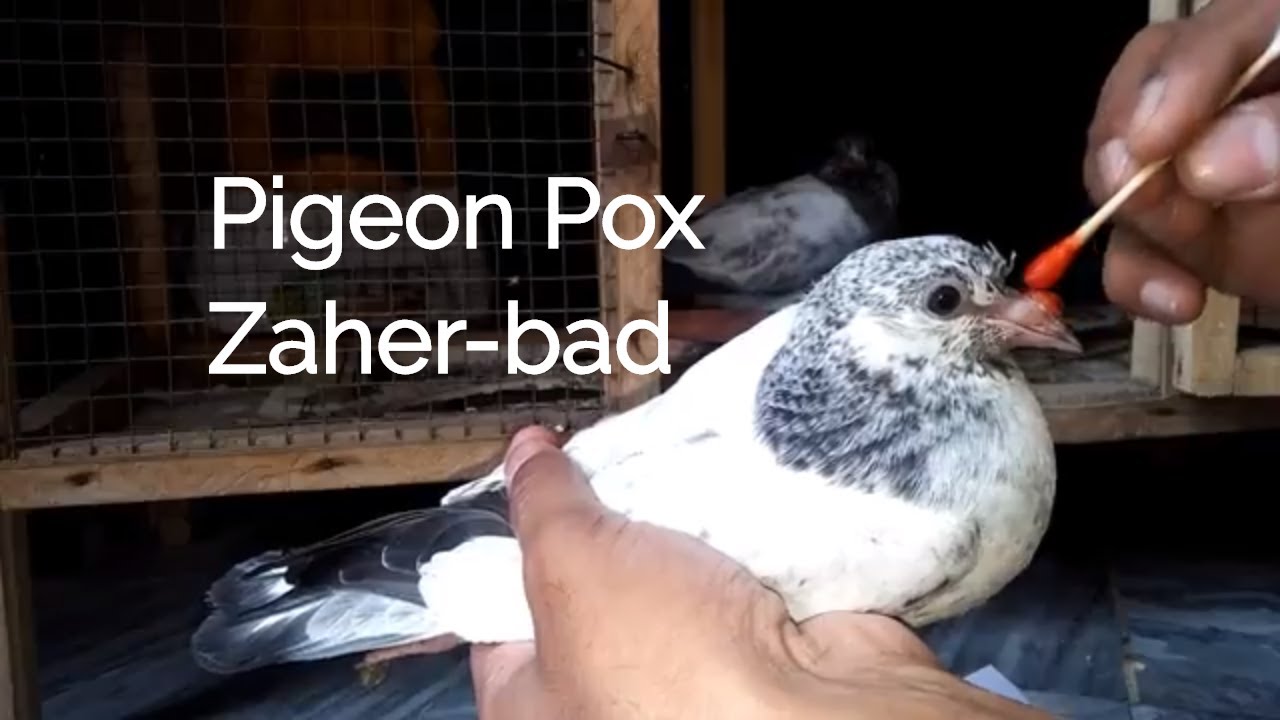 Pigeons pox - zeher baad ka ilaj - dil roz and mercuro chrome lotion