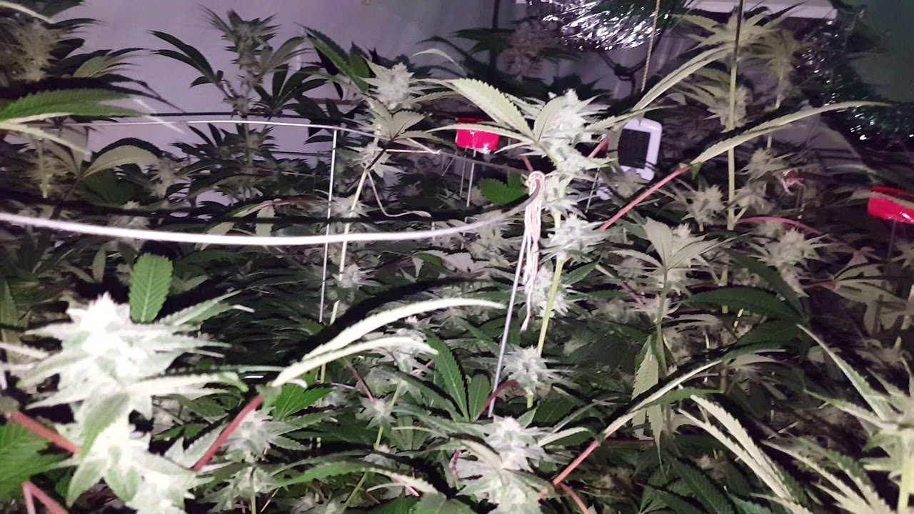 Hells OG Spotlight at Day 72