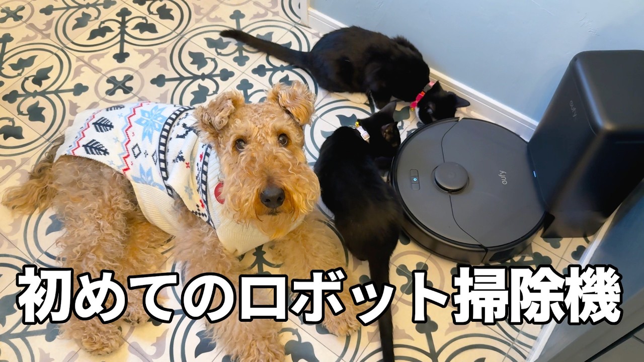 初めてのロボット掃除機をようやく開封したけど・・・［森の中でひとりと犬猫暮らし］
