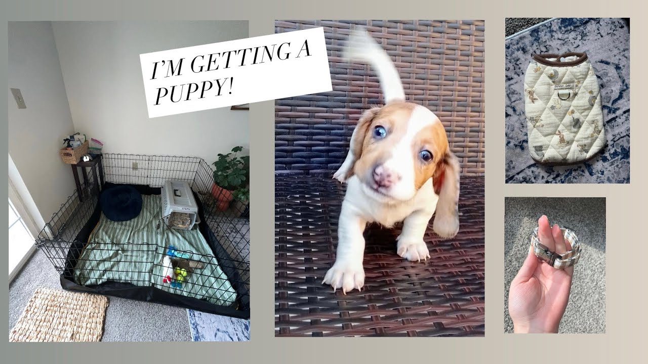 PUPPY HAUL *realistic
