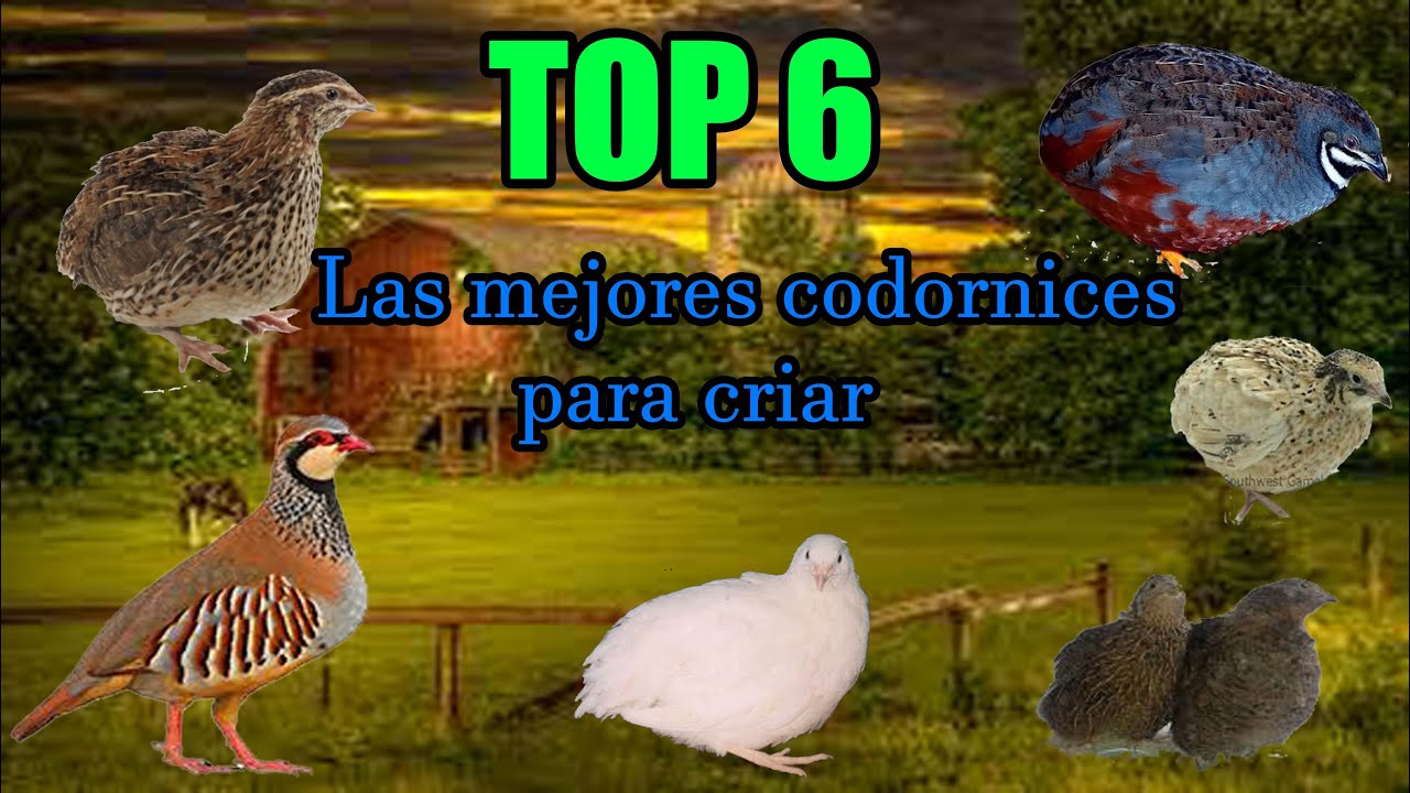 LAS 6 MEJORES RAZAS DE CODORNICES PARA PRODUCIR HUEVOS Y CARNE