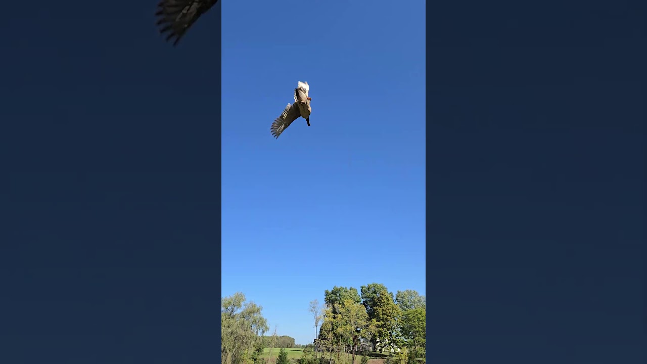 Khaki Campbell duck flying
