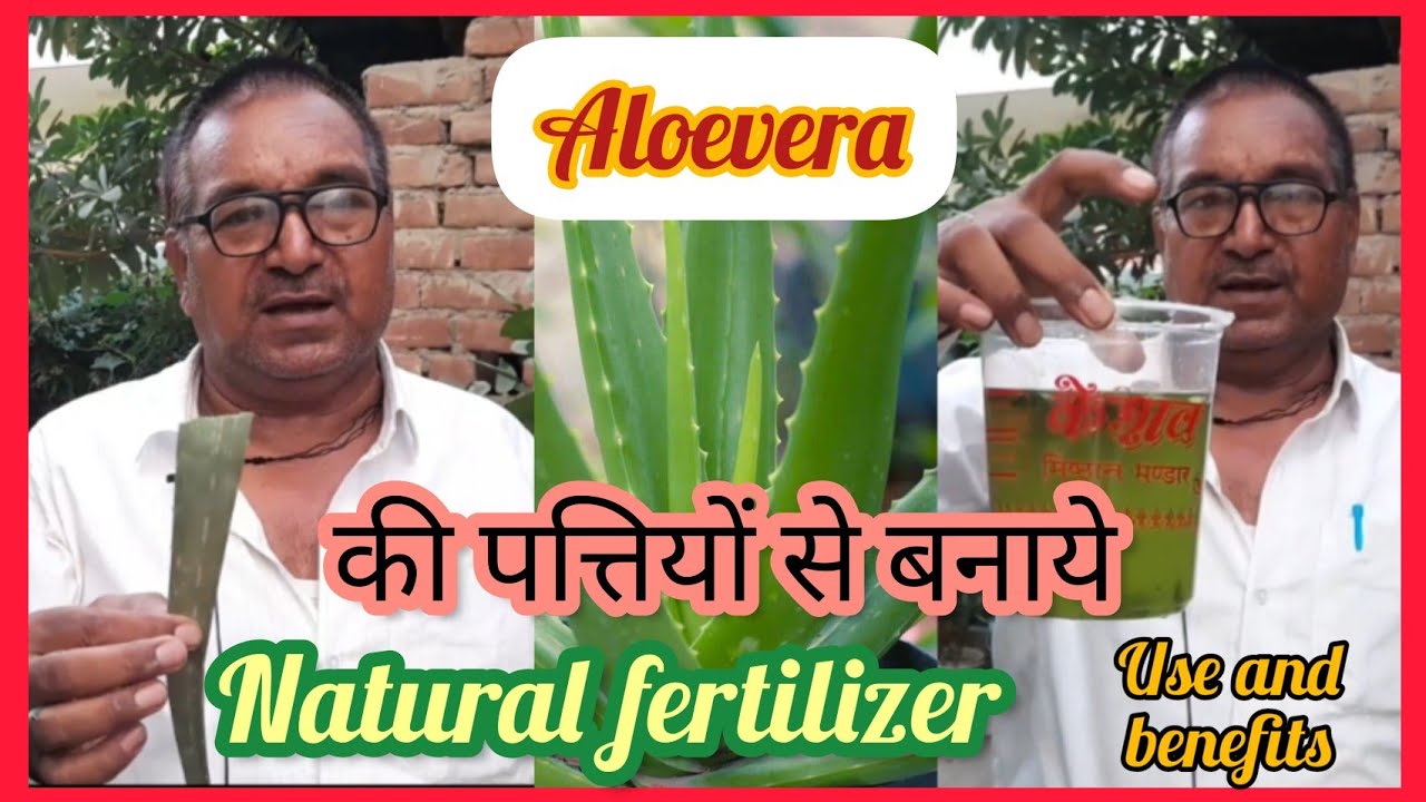 aloe vera से fertilizer कैसे बनाएं l aloe vera fertilizer I how to use aloe vera liquid fertilizer