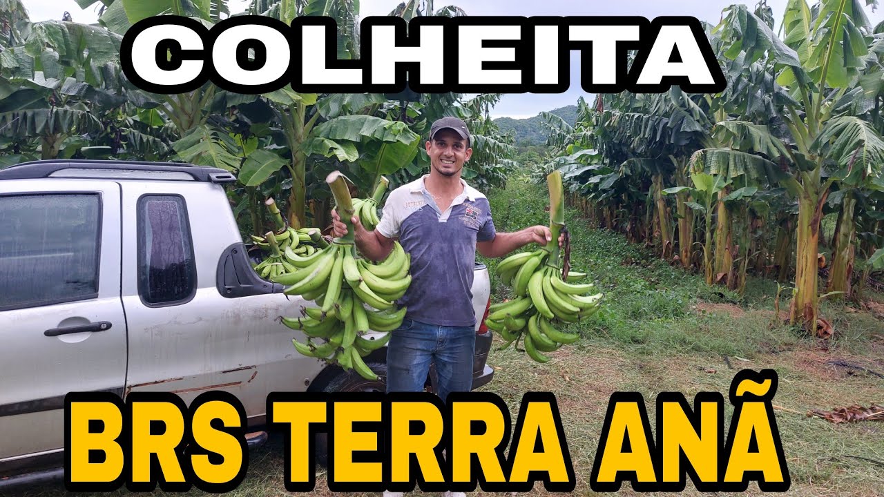 Colheita banana BRS TERRA ANÃ + Mostrando mudas dos inscritos.