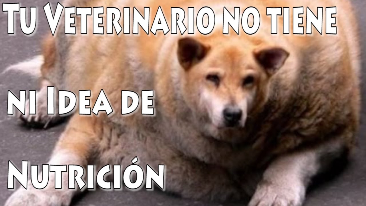 Comida Casera para Perros Alimentación Natural Canina (Visita al Chef Canino Parte 2)