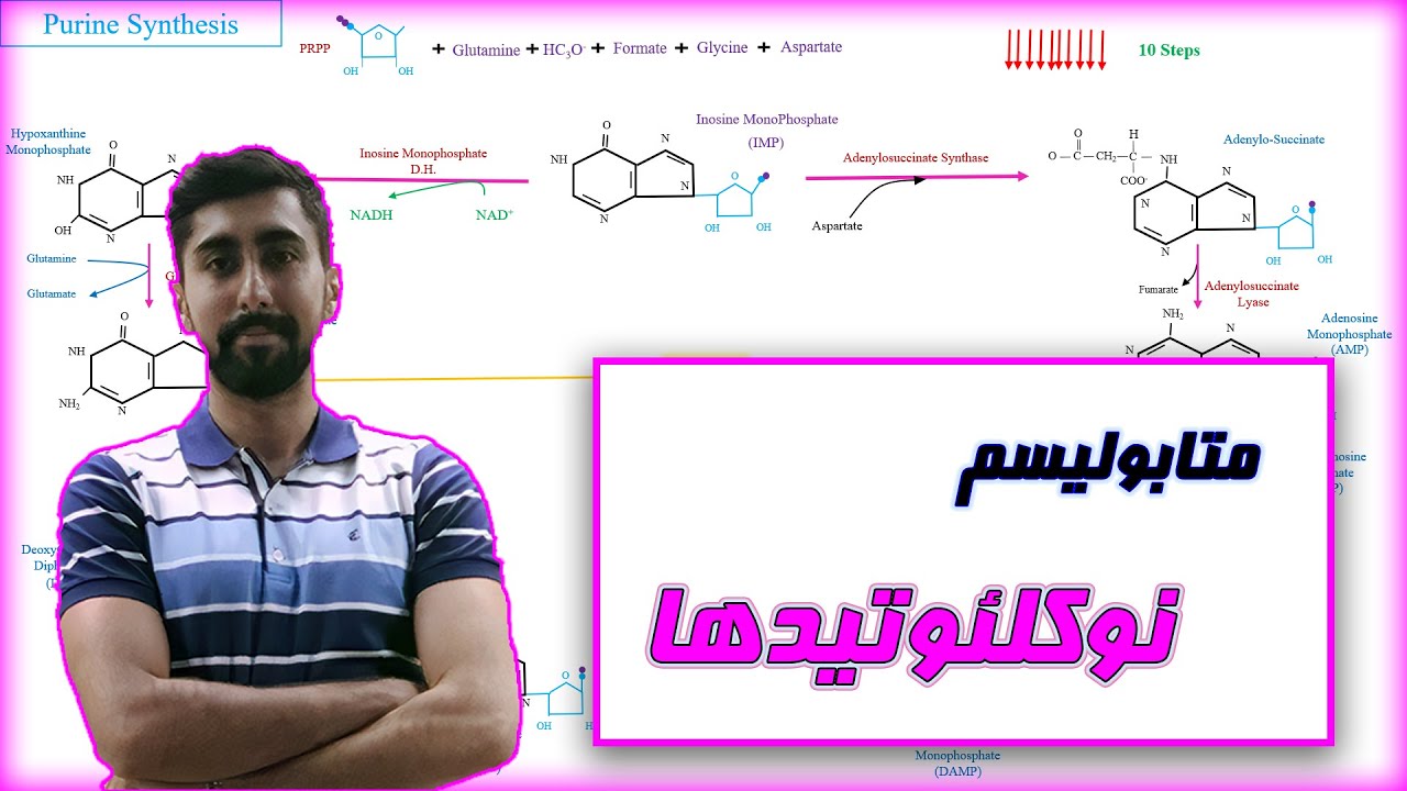 متابولیسم نوکلئوتید ها / پورین ها و پریمیدین ها / بیوشیمی و متابولیسم پروتیین ها /  DNA و RNA
