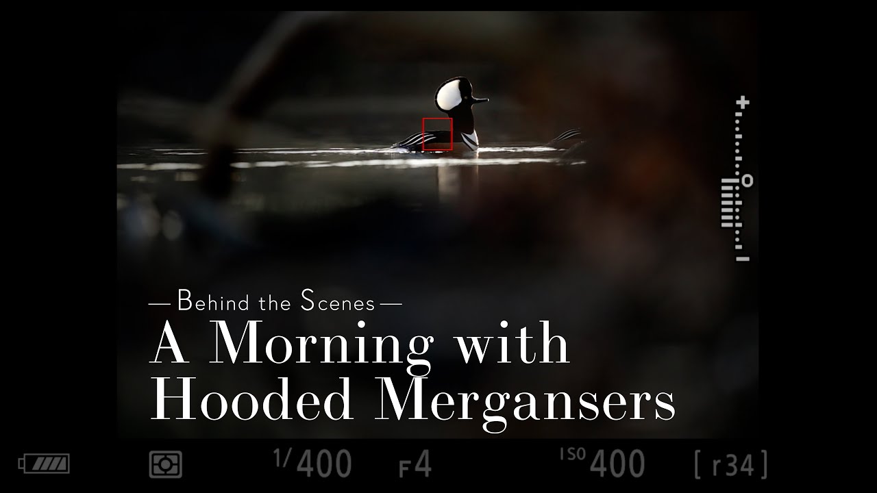 Photographing Hooded Mergansers - Behind the Scenes