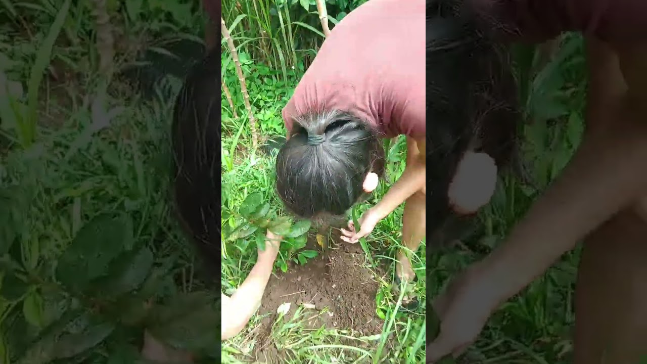 Nanguha kami ng kamoteng kahoy