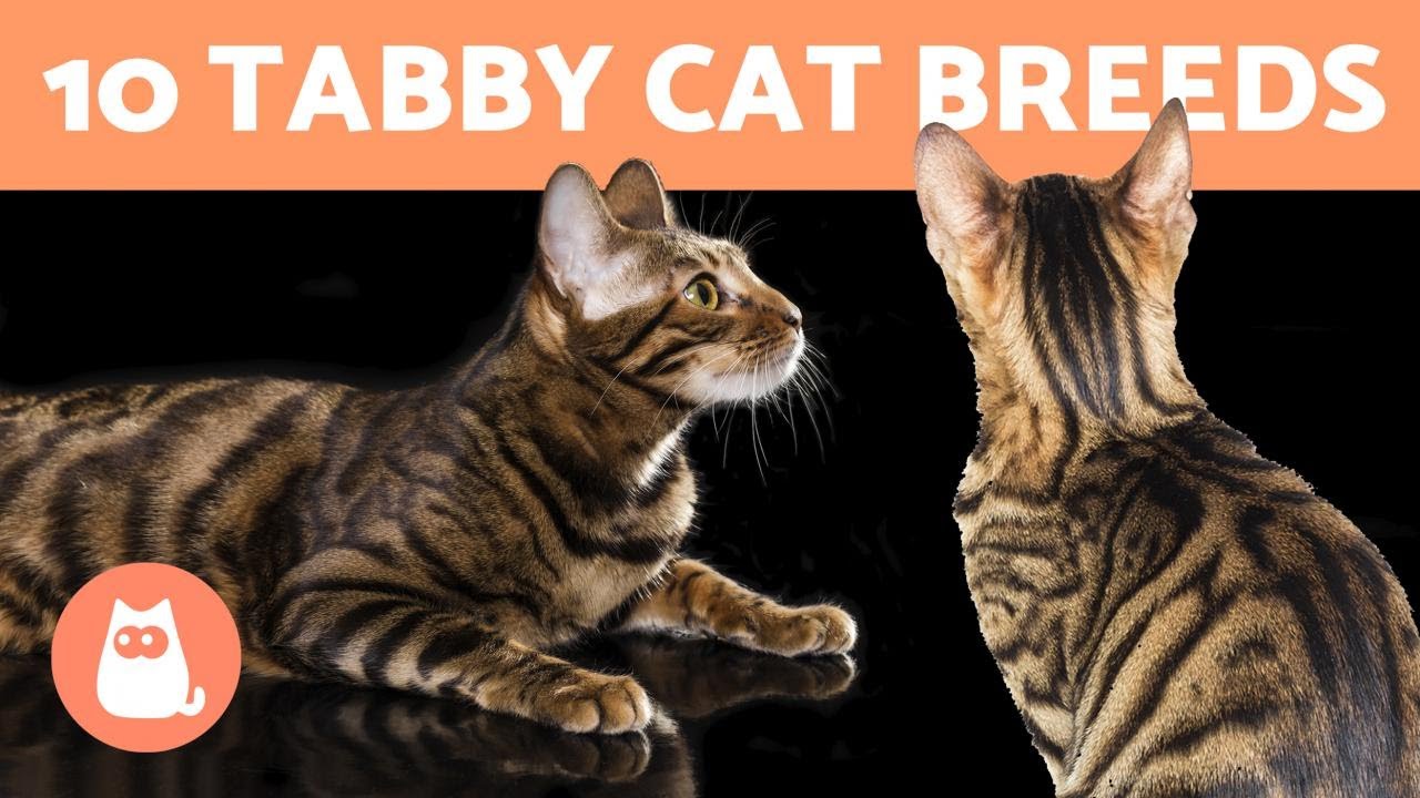 10 TABBY CAT BREEDS 🐯 Cats with Striped Coats