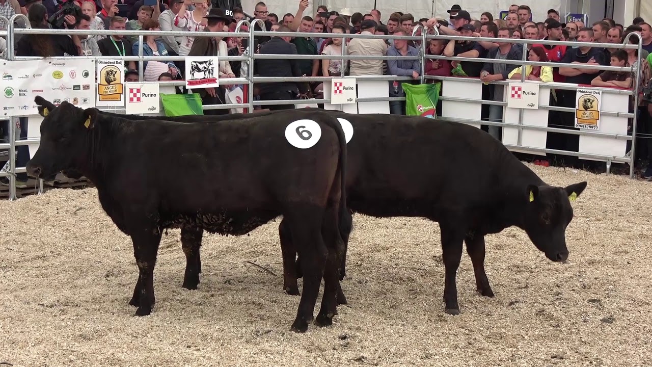 Licitatie Angus - Agraria - Cluj 21 apr  2018