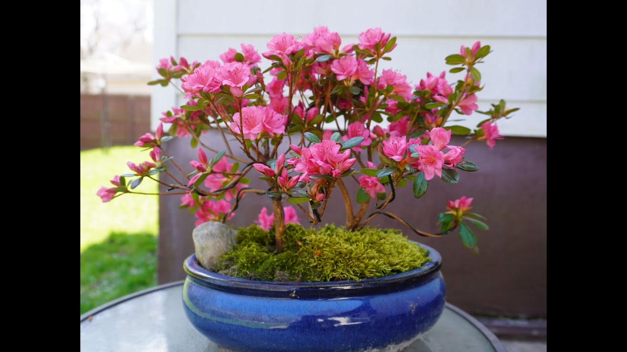DIY Azalea bonsai