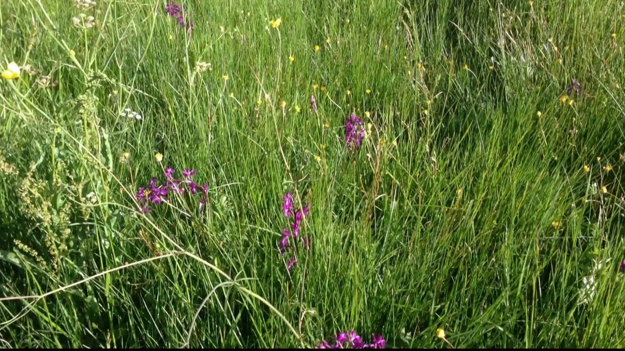 Orchis &agrave; fleurs laches -  Gu&icirc;tres, Gironde