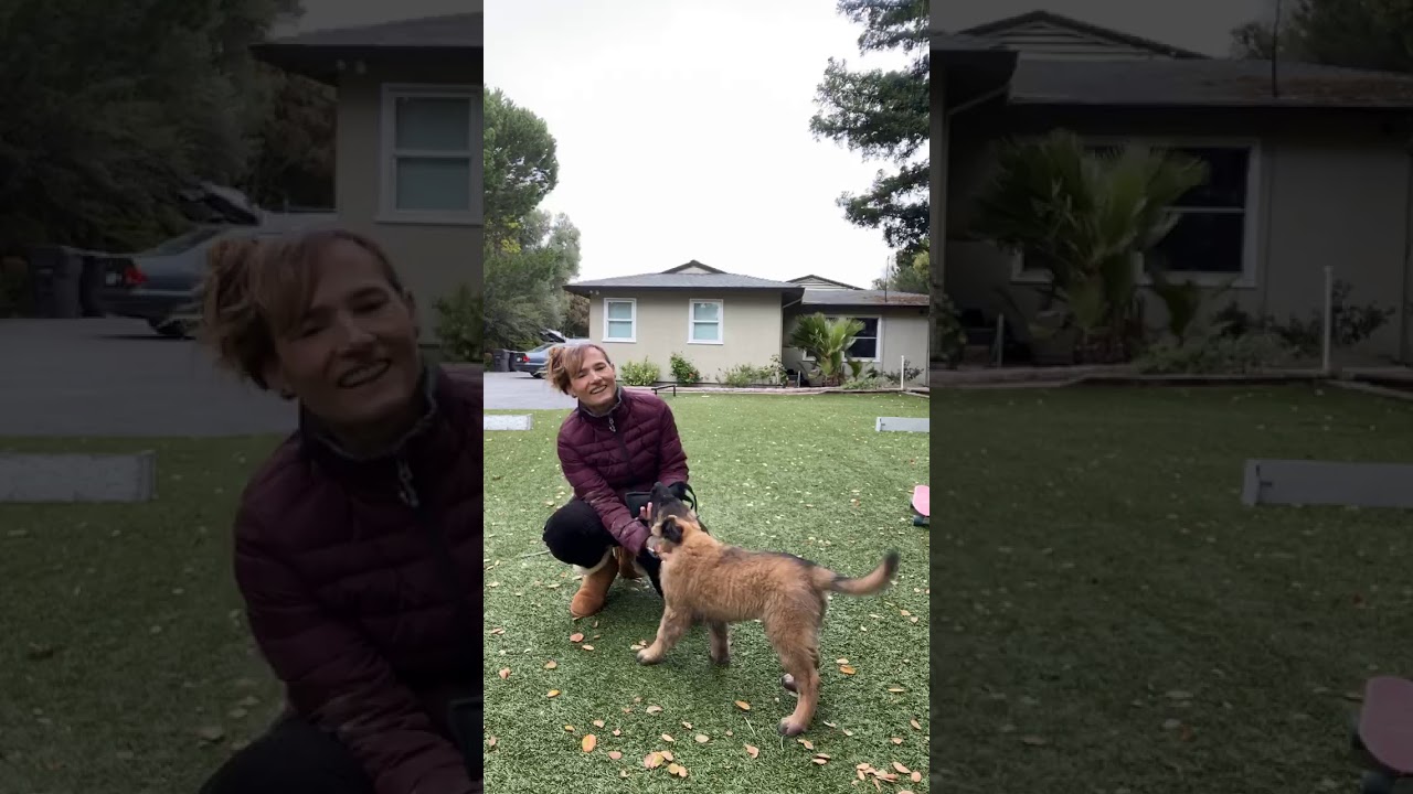 FB live tiny tugs and switch with puppy Dice at 9 weeks