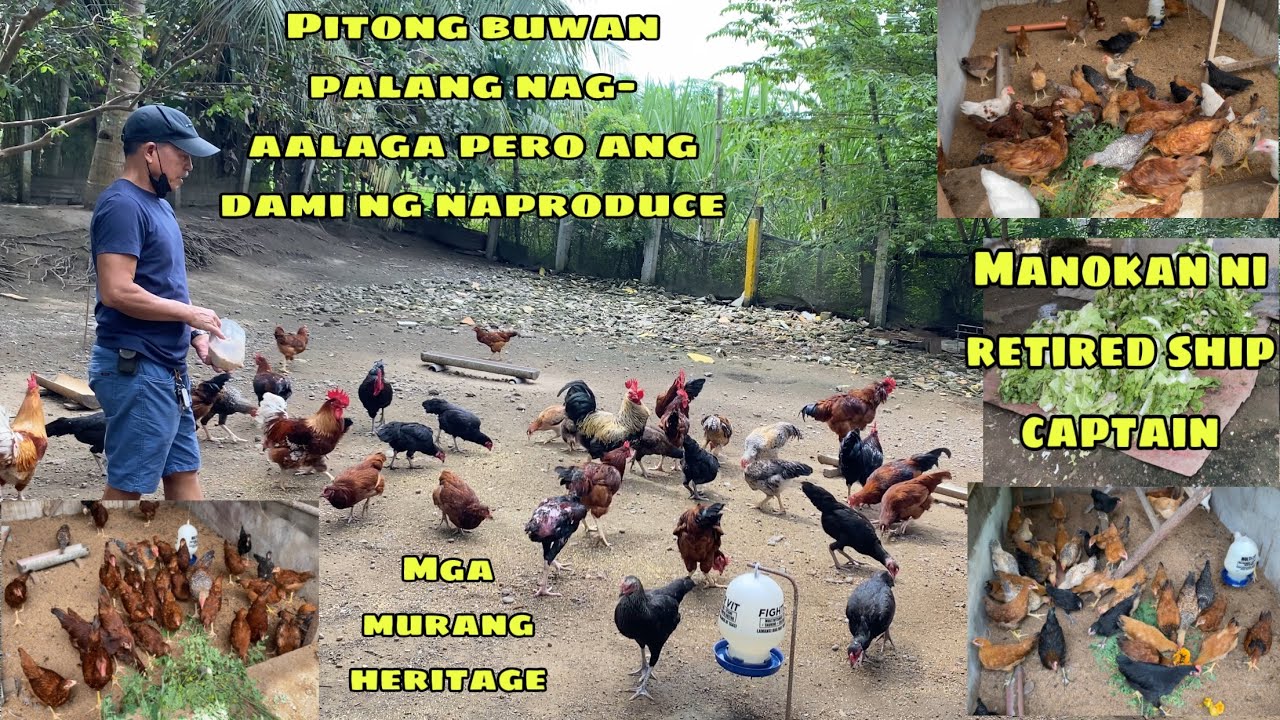 7MONTHS PALANG NAG-AALAGA PERO ANG DAMI NG NAPRODUCE | MANOKAN NI RETIRED SHIP CAPTAIN -MURANG MANOK