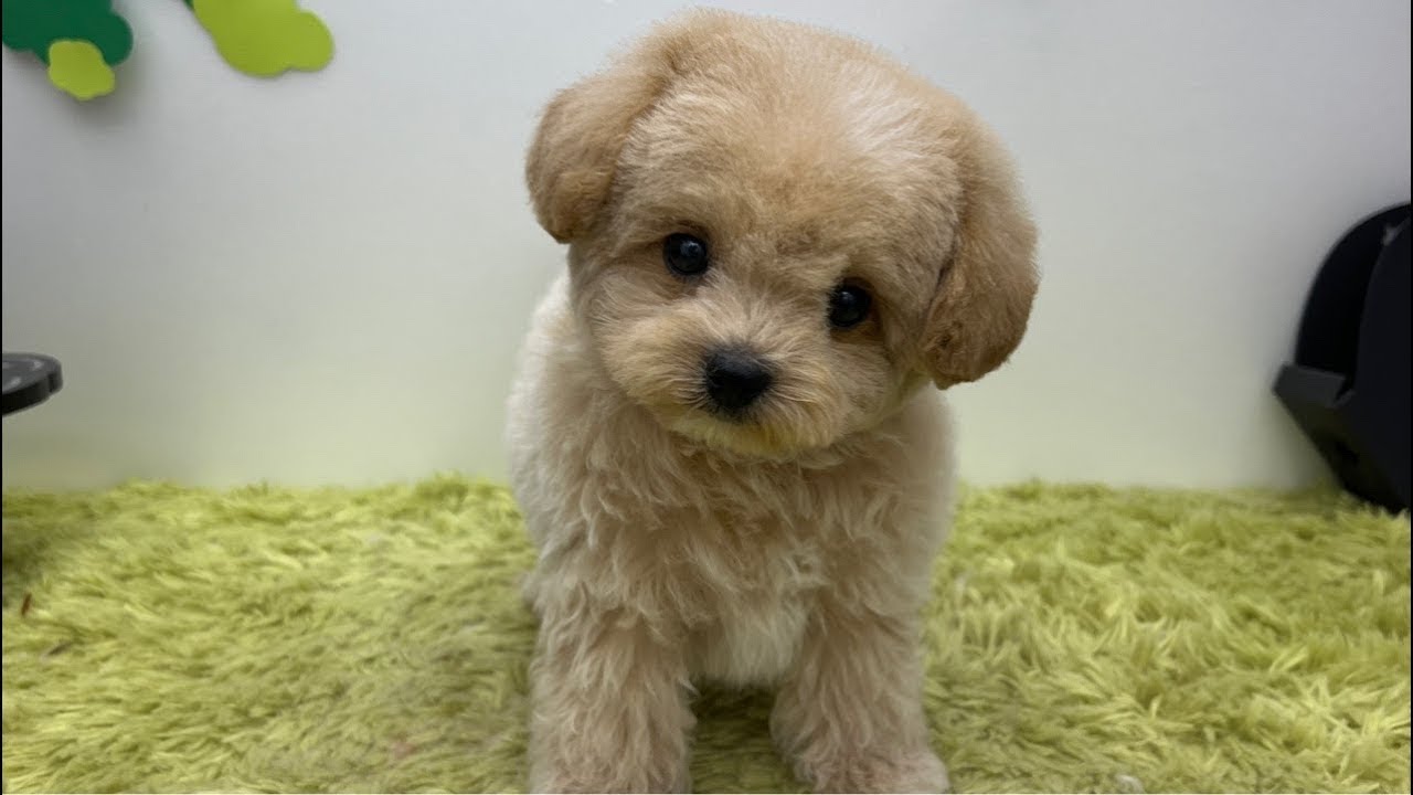 대구 경산. 강아지 분양 ❤️ 고양이 분양💕