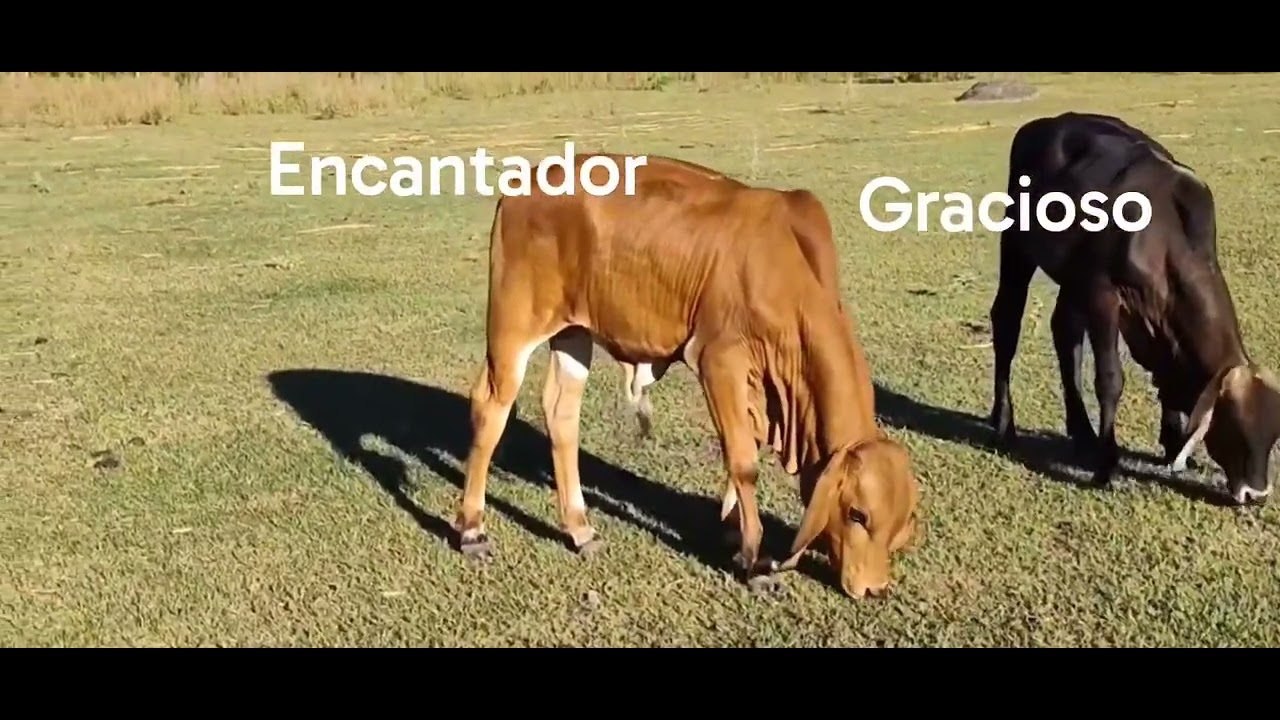 El regalo más MARAVILLOSO...
