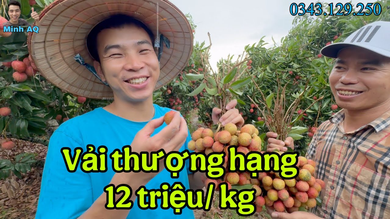 Cùng Minh AQ Khám Phá Vải Thiều Loại Thượng Hạng 12 Triệu 1 Cân Ở Lục Ngạn Bắc Giang Ngày Mưa Gió
