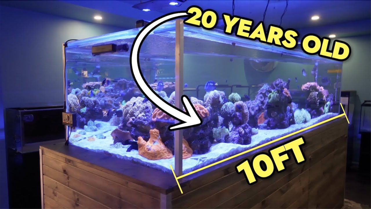 Exploring A STUNNING 20 Year Old, 10ft Saltwater Reef Tank in Melbourne, Australia!