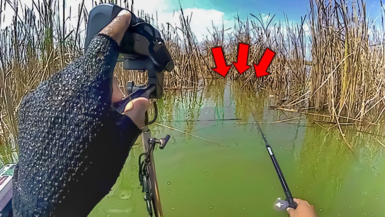 MANCING NILA AIR PAYAU UMPAN LUMUT GADO-GADO