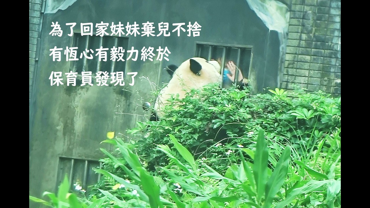為了回家妹妹棄而不捨有恆心有毅力終於保育員發現了20260221