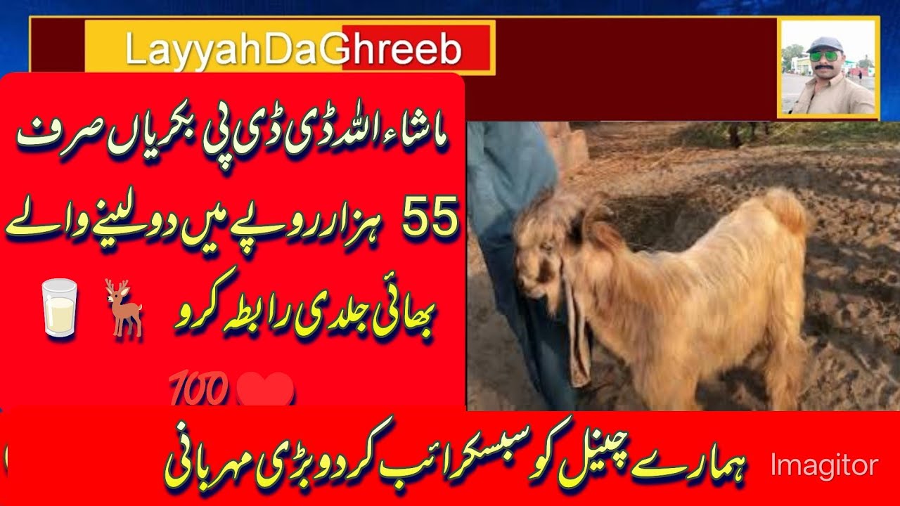 ماشاءاللہ ڈی ڈی پی بکریاں صرف 55 ہزار روپے میں دو لینے والے بھائی جلدی رابطہ کرو 🦌🥛♥️💯.15.02.2026.