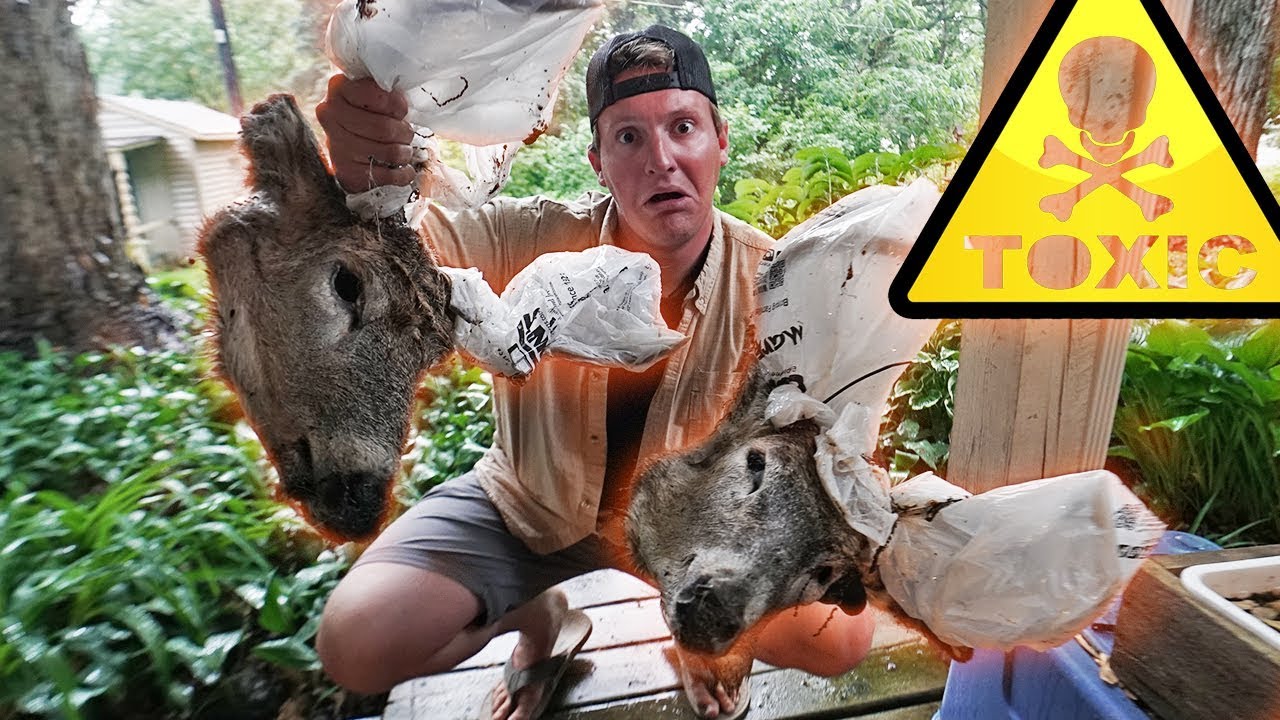 BOILING BRAINS! (Cooking NASTY Deer Skulls)