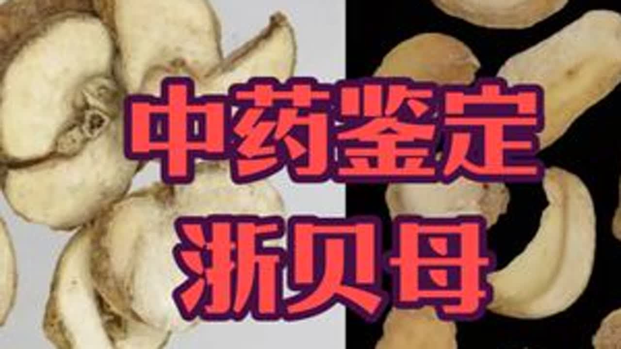 揭秘系列&mdash;&mdash;浙贝母：湖北贝母冒充浙贝母，你能分清吗？ 湖北贝母冒充浙贝母，你能分清吗？#中医药 #中药鉴定 #真伪鉴别 #浙贝母 #湖北贝母