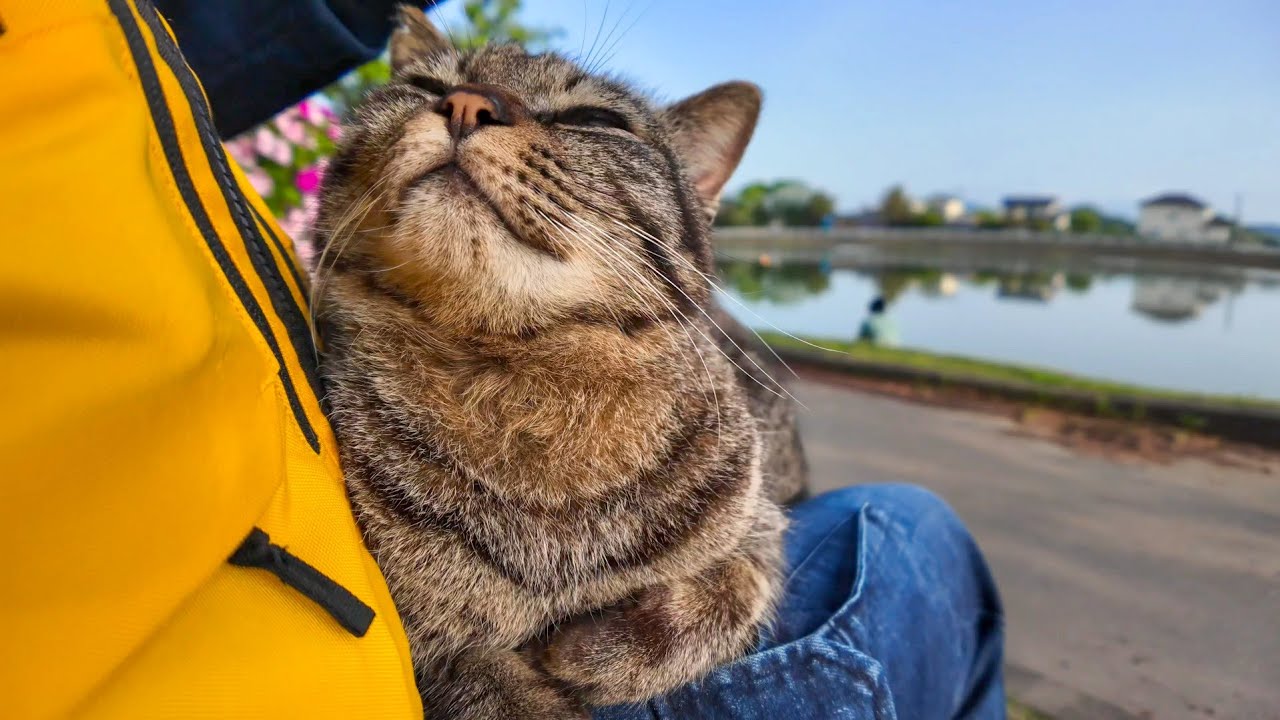 公園のベンチに座ると膝の上に乗ってくる野良猫がかわい過ぎる